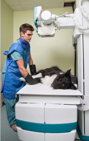 Clínica Veterinaria Santo Domingo persona veterinaria examinando un canino